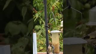 Adult and juvenile goldfinches feeding. #shorts