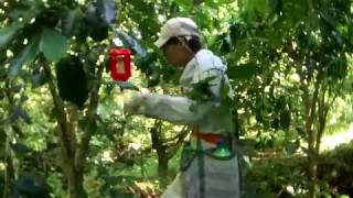 [生活] 我們家咖啡園的現況! 防治咖啡果小蠹大作戰!