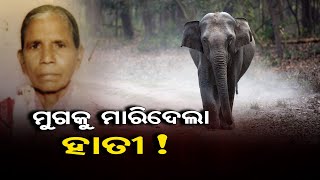 ମୁଗକୁ ମାରିଦେଲା ହାତୀ | Odisha Reporter