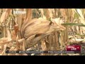 Zimbabwe Government invests in Agriculture