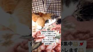 保護猫の里親募集しています😻💓R6.6.2茶トラ2匹 キジ白1匹 の子ネコと母親ネコ🐱生後3週間😼💓 #猫#里親募集#保護猫#山形