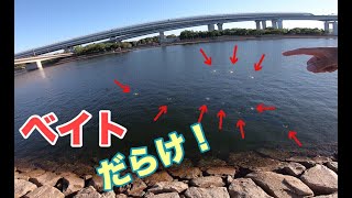 シーバスのチャンス湾奥水道にベイトいっぱい