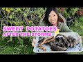 Do This To Avoid Growing Bad Sweet Potato In Container