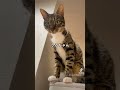 名前を呼ぶと返事する猫が可愛い！ short