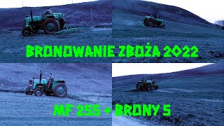 Bronowanie zboża 2022 - MF 255 \u0026 brony 5 w akcji