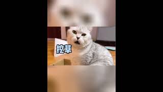 当发情母猫遇到绝育公猫，公猫整天被缠着，简直都要怀疑人生了