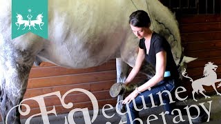Equine Stretching & Mobilization #6: Limb Mobilization