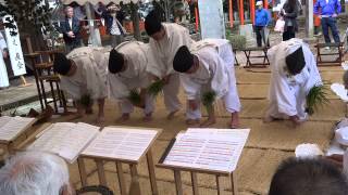 五穀豊穣を祈る綾部八幡宮お田植え式１０　田植え