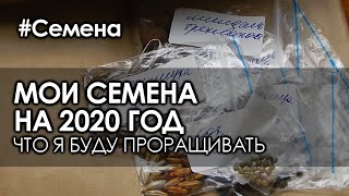 Мои семена деревьев и кустарников на 2020 год. Что я буду стратифицировать и проращивать.