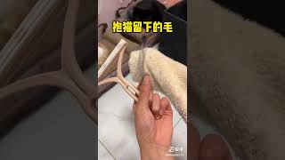 掉毛只要自己勤快点就好了，毕竟养猫快乐大于烦恼 \