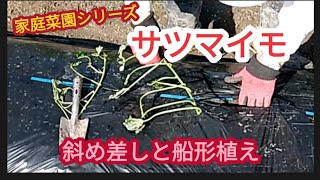 【サツマイモ】斜め差しと船形植えを分かりやすく説明【家庭菜園シリーズ】