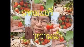 เก็บสตอเบอรี่สดๆจากต้น หวาน ฉ่ำมาก |ไร่ love สตอเบอรี่ วังน้ำเขียว