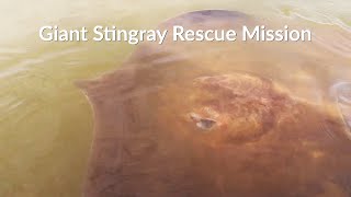 Giant Freshwater Stingray Rescue Mission In The Mekong River