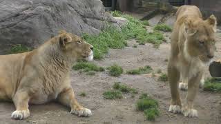 【ライオン】じゃれ合いとか…ガオウが怒られたり モナカとルナが小競り合い🦁 天王寺動物園 Lion 20230305-0318