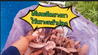 หาเก็บเมล็ด ต้นยางนา ไว้เพาะกล้าไปลูก #ไม้ป่า #ต้นยางนา #เกษตรรวมมิตร