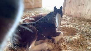 Sleeping Clydesdale Foals