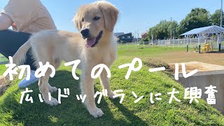 はじめてのプールで戸惑う仔犬【ゴールデンレトリバー】