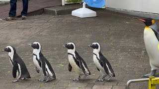 【動物】ペンギンの行進！in登別マリンパークニクス