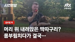 여성 머리 위 웬 딱따구리가? \