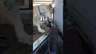 ചാർളി 🐶:പാവം അതിനെ പേടിപ്പിച്ചു 🤗#fotopeedika #shortvideo