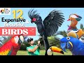 12 MAGANDA at EXOTIC BIRDS na Pwede mong Alagaan | Most Expensive Beautiful Pet Birds You Can Own