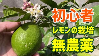 レモン栽培　初心者が一年間栽培して分かったこと　無農薬で栽培できるじゃないのかな