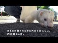 お水は床にぶちまけてから飲むタイプなフェレット ferret lab