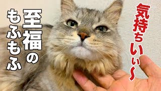 猫、癒しのモフモフからの毛づくろい。鼻のシワが超可愛い！