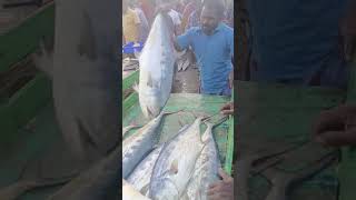 கட்டா பாறை மீன் ஏலம் #fishing #fish #fishmarket #sea #seafood #cute #nature #fishes #beautiful