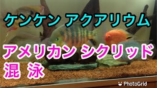 ケンケン　アクアリウム《アメリカンシクリッド混泳》