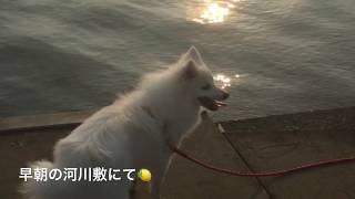 ＜朝日が気持ちいい＞日本スピッツレモン🍋白いもふもふ犬japanesespitz