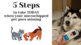 5 Steps to take TODAY when your microchipped pet goes missing