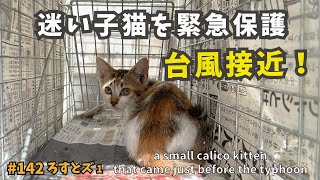 1 迷い子猫を保護しました。台風直前にやってきた小さな三毛猫【ろすとズ】