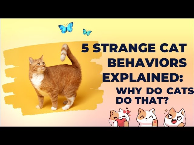 5 Strange Cat Behaviors Explained Why Do Cats Do That Cat World News