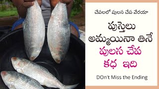 పుస్తెలు అమ్మయినా తినే పులస చేప కధ ఇది | A Story of costliest Fish PULASA | Godavari District's Spl