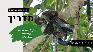 שנה טובה ומתוקה + איך בוחרים חרובים לליקוט