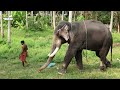 kanjirakkattu sekharan story of kerala elephant aanatthaara episodes കഞ്ഞിരക്കാട്ട് ശേഖരൻ