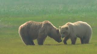 Adult brown bear and blonde cub grazing on sedge, Kamishak coast Alaska, June 12, 2022