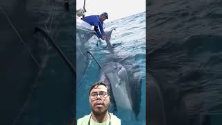 ওয়াও কি বিশাল শার্প #shark