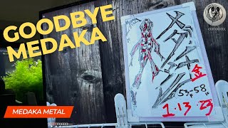 【MEDAKA】GoodBye Medaka (s) See you in 3 Weeks【メダカ】【RiceFish】【MedakaMetal】