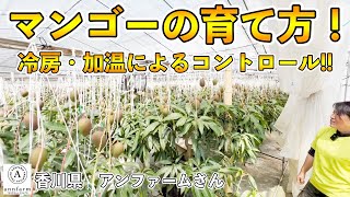 本土でのマンゴーのハウス栽培．コントロールして4月から8月まで出荷する！【アンファーム 安藤社長 純子さん】