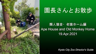 20210419園長さんとお散歩 いそんぽチンプ編/Kyoto city zoo director's guide, Ape house and old monkey home 19 Apr.2021