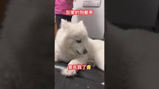 狗狗想吃零食但吃不到！最後情緒大爆發😢#dog #doglover #dogshorts #shorts #funny #狗狗 #狗