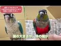 【ウロコインコ】これぞ楽園…！！ウロコまみれでお送りします【こんぱまる名古屋店】