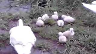 11-05-12-3手賀沼大津川ヒドリ橋周辺のハクチョウ白鳥スワンSWANS