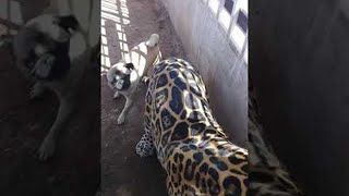 Pug Playfully Pesters Jaguar Pal || ViralHog