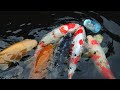 Feeding Koi with baby bottle