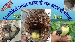 शानदार सनबर्ड-नेस्ट,एग्स, चिक्स और फ़ुर्र🤠Sunbird nest making and much More bhi