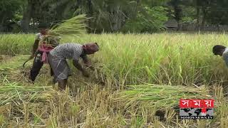 বাগেরহাটে আফতাব-৫ জাতের ধানের বাম্পার ফলন | Agriculture News