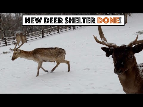 New Deer Shelter Done (And They Love It!) 1969 f250 Diesel Body Swap (Part 1) – 7.3 idi zf5 4×4